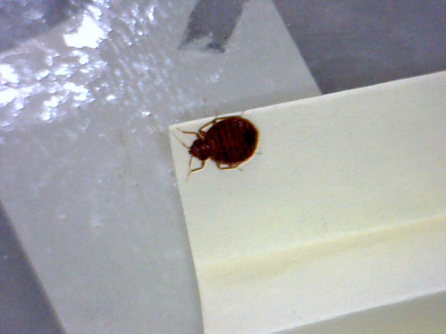 The image shows a dark reddish-brown bed bug crawling on the corner edge of a white surface, likely furniture or bedding.