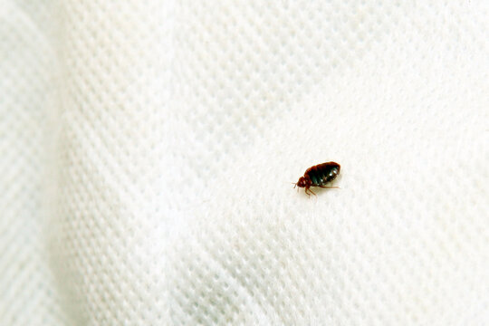The image shows a single small, reddish-brown insect (likely a bed bug) on a white textured fabric surface.