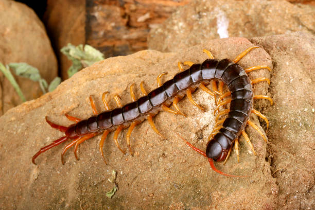 The image shows a large dark brown and orange centipede with many legs crawling across sandy-colored rocks or soil.